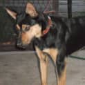 Photo of Belle