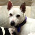 Photo of Spotty (On Trial 2/8/13)