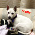 Photo of Spotty (On Trial 2/8/13)