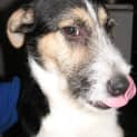 Photo of Bailey