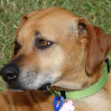 Photo of Lucy (On Trial 14/6/13)
