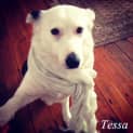 Photo of Tessa (On Trial 8/6/13)