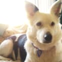Photo of Tessa (On Trial 8/6/13)