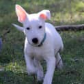 Photo of Bull Terrier Pups