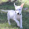 Photo of Bull Terrier Pups