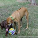 Photo of Lucy (On Trial 14/6/13)