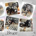 Photo of Bruce (2) (On Trial 23/6/13)