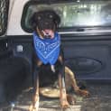 Photo of Bruce (2) (On Trial 23/6/13)