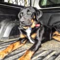 Photo of Bruce (2) (On Trial 23/6/13)
