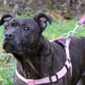 Photo of Sadie