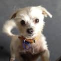 Photo of Pixie (On Trial 8/6/13)