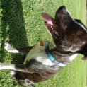 Photo of Diesel *On Trial In His New Home*