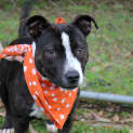 Photo of Ruby