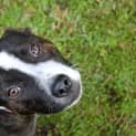 Photo of Ruby