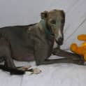 Photo of Skyla (Aka Miss Piggy) (On Trial 30/6/13)