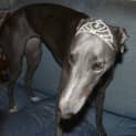 Photo of Skyla (Aka Miss Piggy) (On Trial 30/6/13)