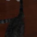 Photo of Fitz