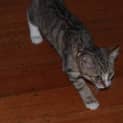 Photo of Gracie