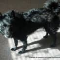 Photo of Shadow (On Trial 28/7/13)