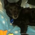 Photo of Shadow (On Trial 28/7/13)