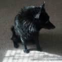 Photo of Shadow (On Trial 28/7/13)