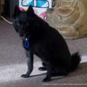 Photo of Shadow (On Trial 28/7/13)