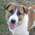 Photo of Cooper