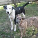 Photo of Jax  ...Adoption Fee Reduced