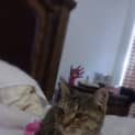Photo of Honey