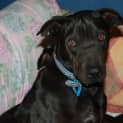 Photo of Rikki