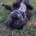 Photo of Rebel