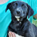 Photo of Millie (On Trial 20/7/13)