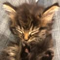 Photo of Kit Kat