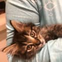 Photo of Kit Kat
