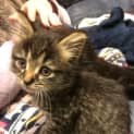 Photo of Kit Kat