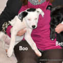 Photo of Boo (Adopted By Foster Carer 9/2014)