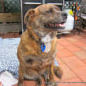 Photo of Nicky (Adopted 3/8/13)