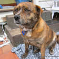Photo of Nicky (Adopted 3/8/13)