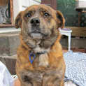 Photo of Nicky (Adopted 3/8/13)