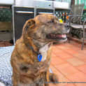Photo of Nicky (Adopted 3/8/13)