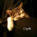 Photo of Clyde