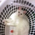 Photo of Hansel