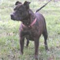 Photo of Sadie