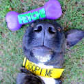 Photo of Nero (On Trial 21/7/13)