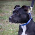 Photo of Jet