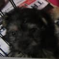Photo of Ebony