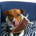 Photo of Chops (On Trial 15/7/13)