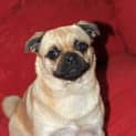 Photo of Pugly (On Trial 21/6/13)