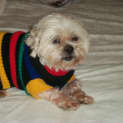 Photo of Buffy (On Trial 21/8/13)