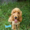 Photo of Indi (On Hold Pending Adoption 29/6/13)